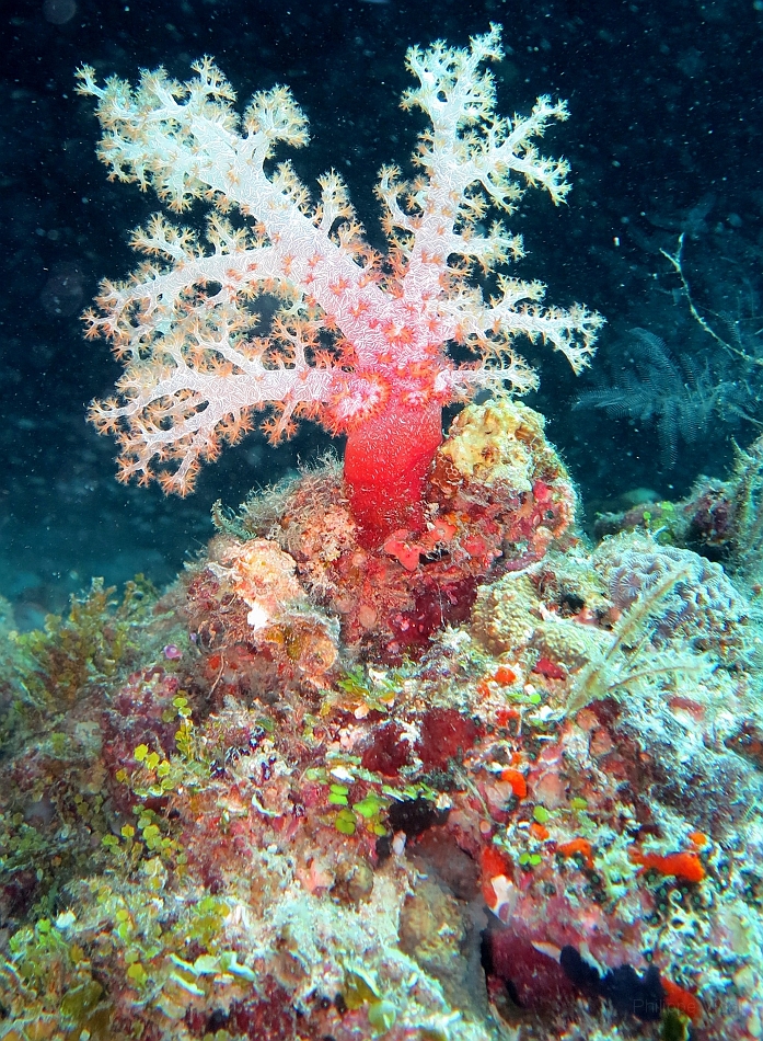 IMG_1306rf_Maldives_Madoogali_Plongee 14_Donagali caves_Corail mou.jpg